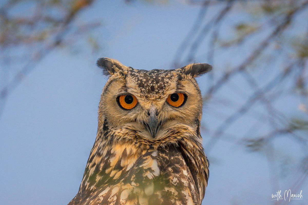 Owl Photography by Manish Lakhani Owl Photo Shot With Sony SEL400F28GM Lens