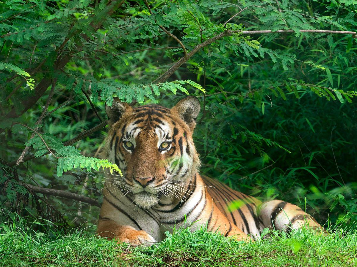 Tiger Photography by Diinesh Kumble Tiger Photography With Sony SEL100400GM Lens