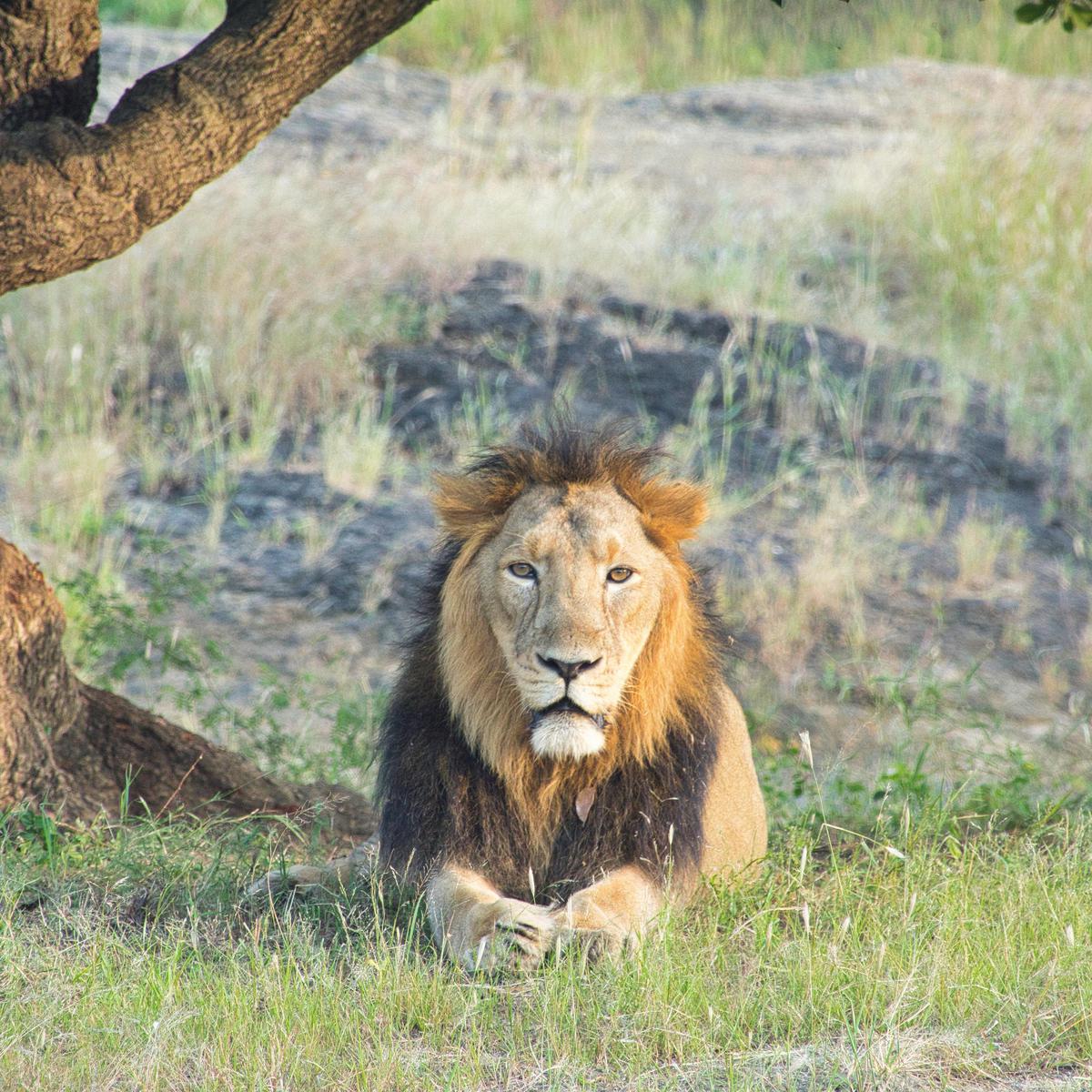 Image of Wilderness, Big cats, Terrestrial animal, Felidae, Masai lion, Hair etc.