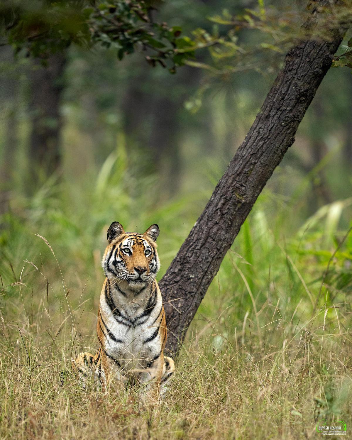 Image of Mammal, Wildlife, Vertebrate, Tiger, Bengal tiger, Terrestrial animal etc.