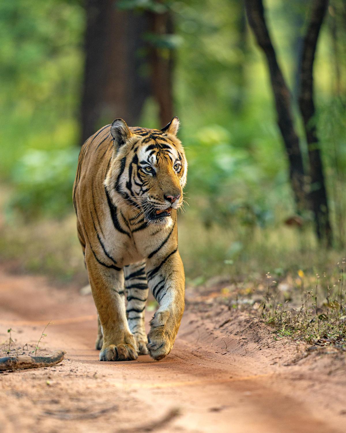 Image of Tiger, Wildlife, Vertebrate, Bengal tiger, Terrestrial animal, Mammal etc.