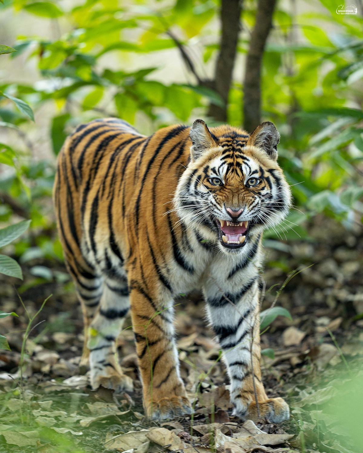 Image of Tiger, Wildlife, Terrestrial animal, Mammal, Vertebrate, Bengal tiger etc.