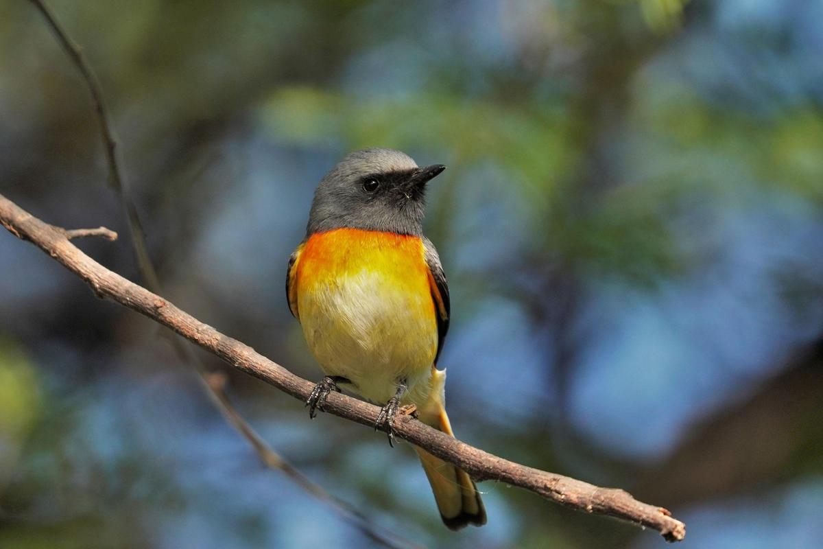 Image of Bird, Beak, Wildlife, Old World flycatcher, Branch etc.