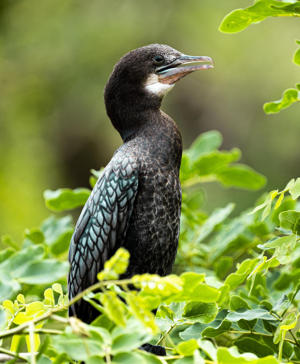 Image of Bird, Vertebrate, Beak etc.