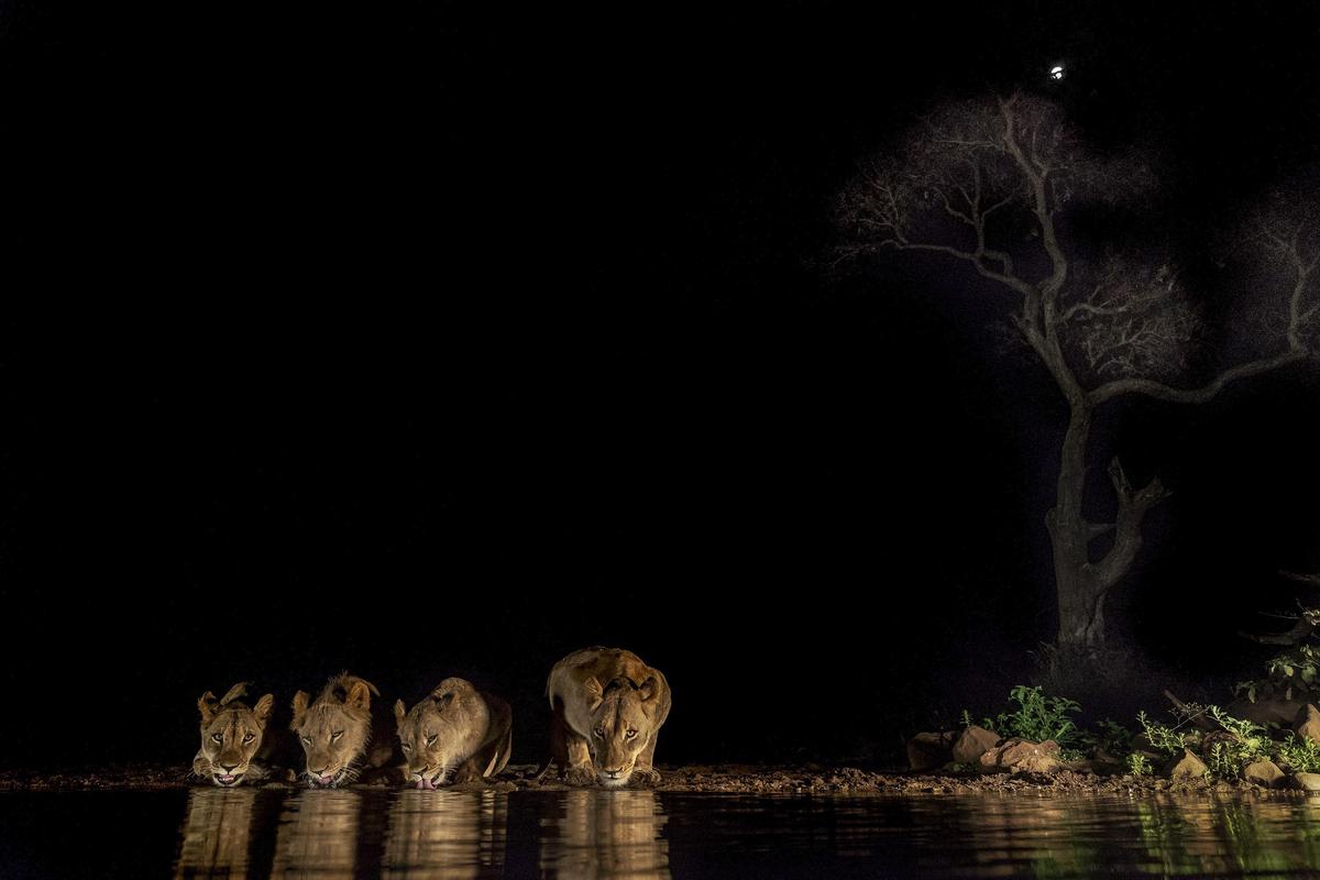 Wildlife Photography by Varun Aditya Wildlife Photography With Sony SEL2470GM Lens