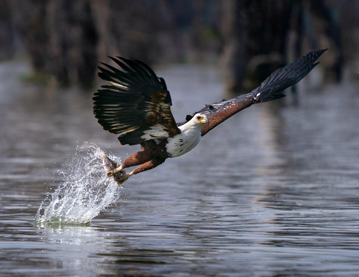 Eagle Photography by Diinesh Kumble Eagle Photo Shot With Sony SEL100400GM Lens