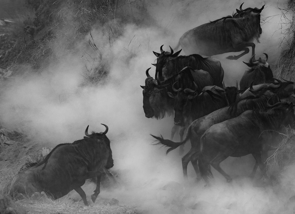 Image of Wildebeest etc.
