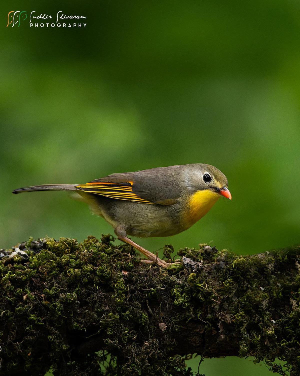 Image of Bird, Beak, European robin, Old World flycatcher, Songbird, Finch etc.