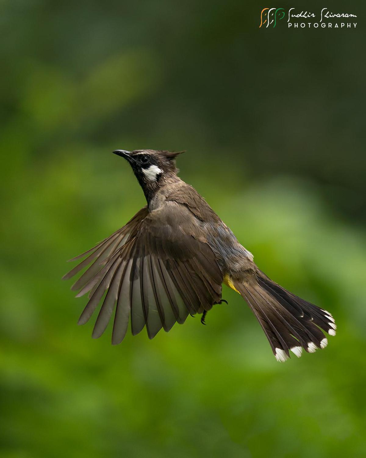 Image of Bird, Beak, Wing, Wildlife etc.