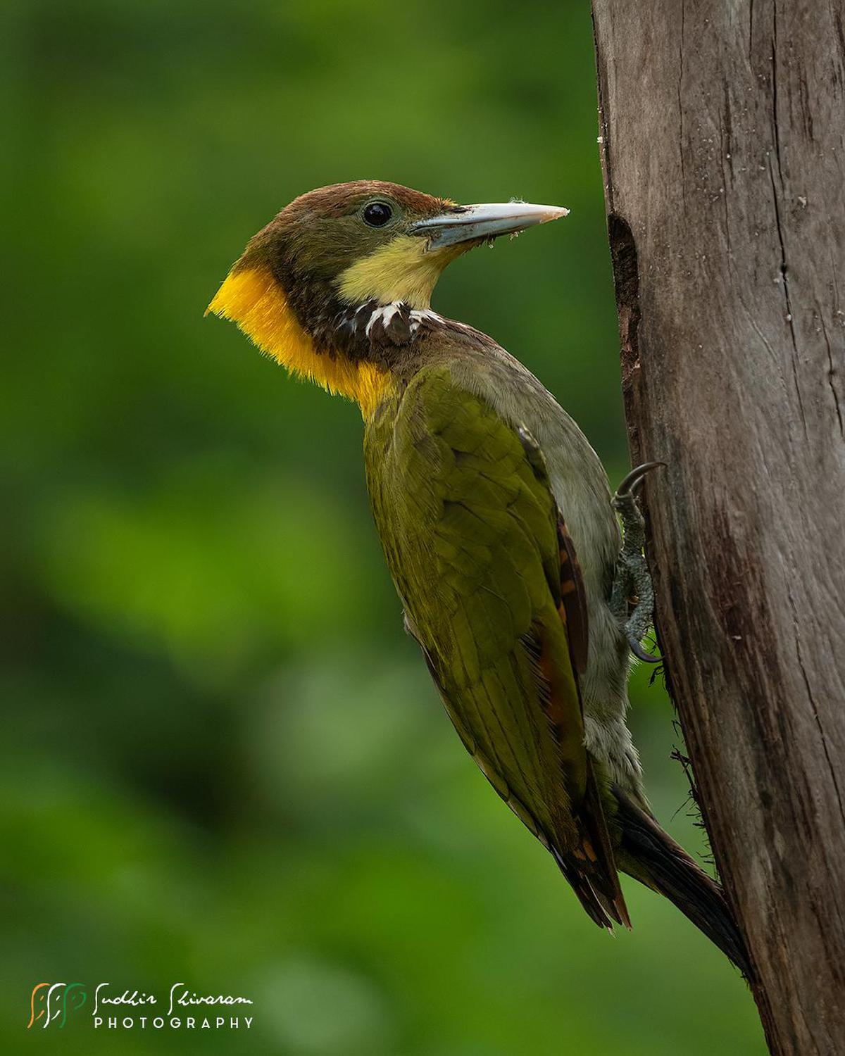 Image of Bird, Vertebrate, Beak, Woodpecker, Wildlife etc.