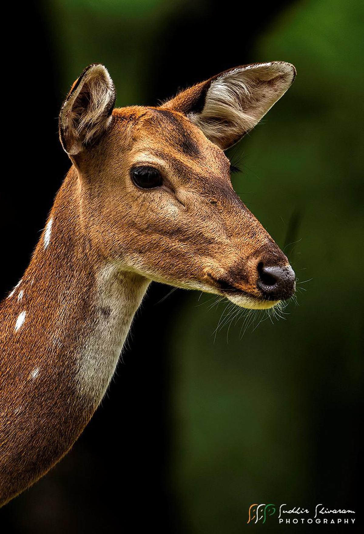 Image of Vertebrate, Wildlife, Mammal, Deer, Terrestrial animal, White-tailed deer etc.