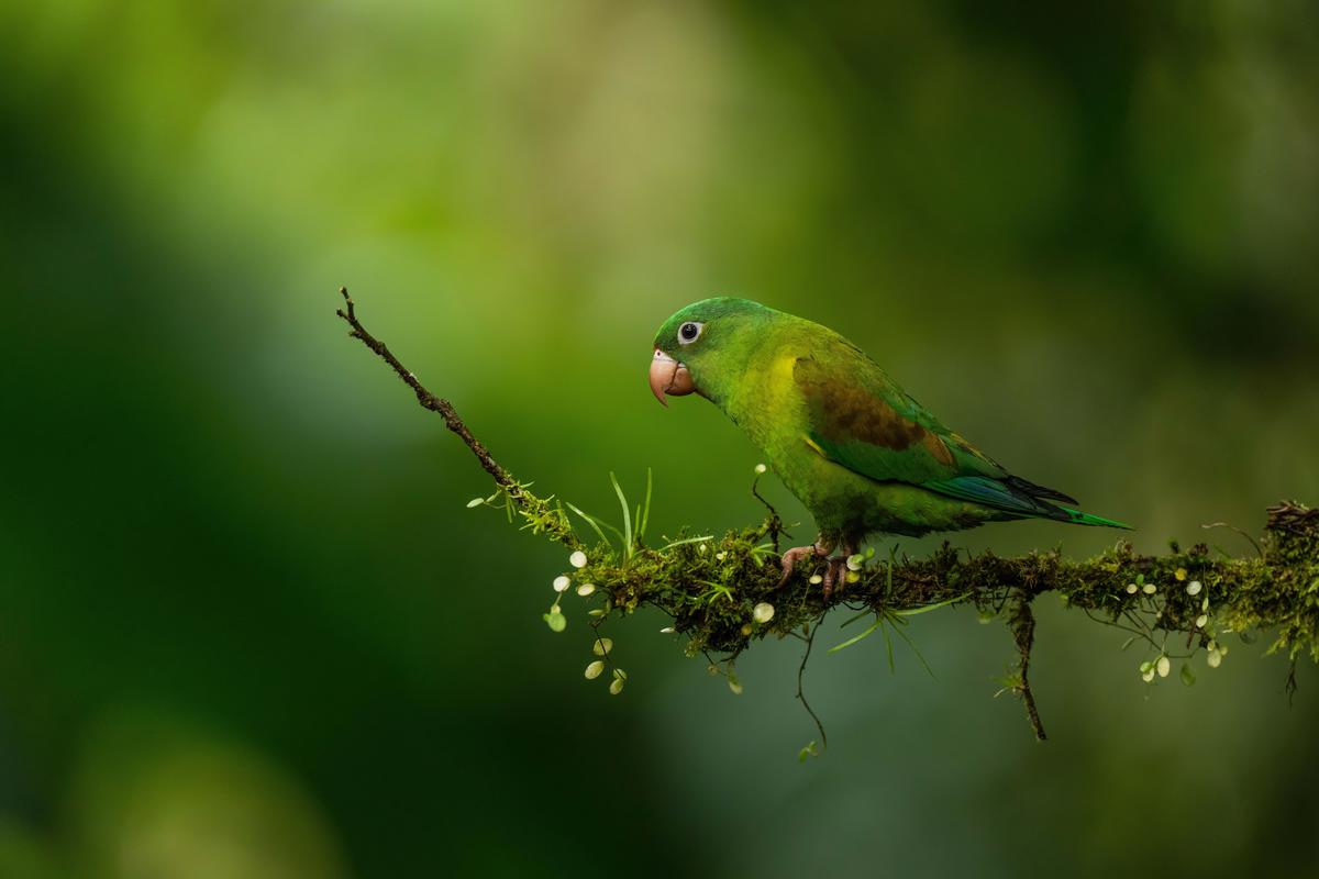 Image of Wildlife, Wing, Green, Parrot, Budgie, Nature etc.