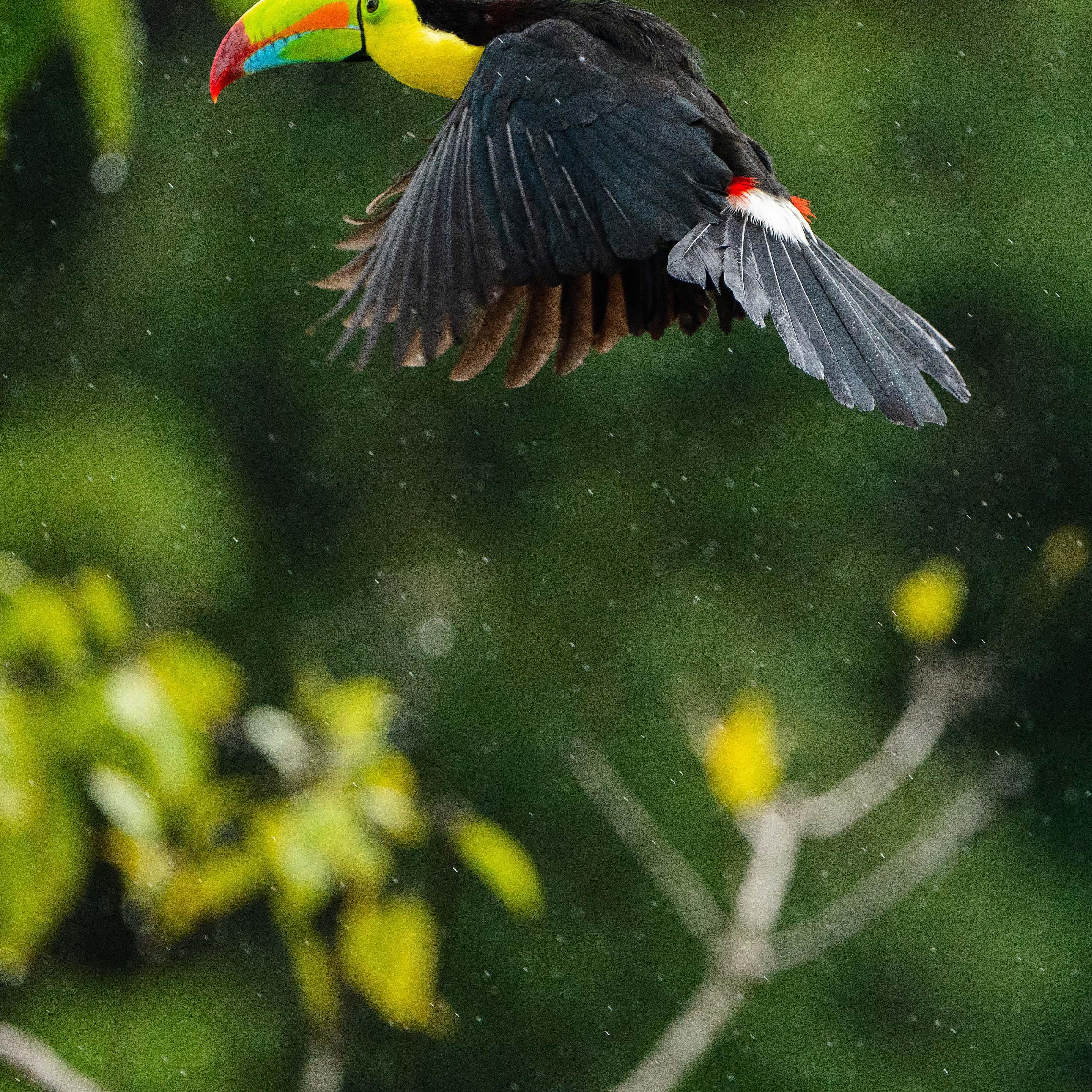 Image of Wing, Beak, Bird etc.