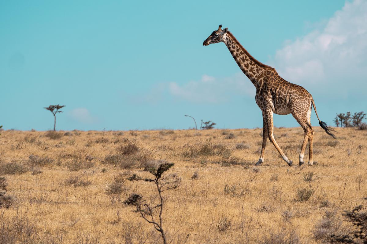 Image of Giraffe, Giraffidae, Terrestrial animal, Wildlife, Grassland, Savanna etc.