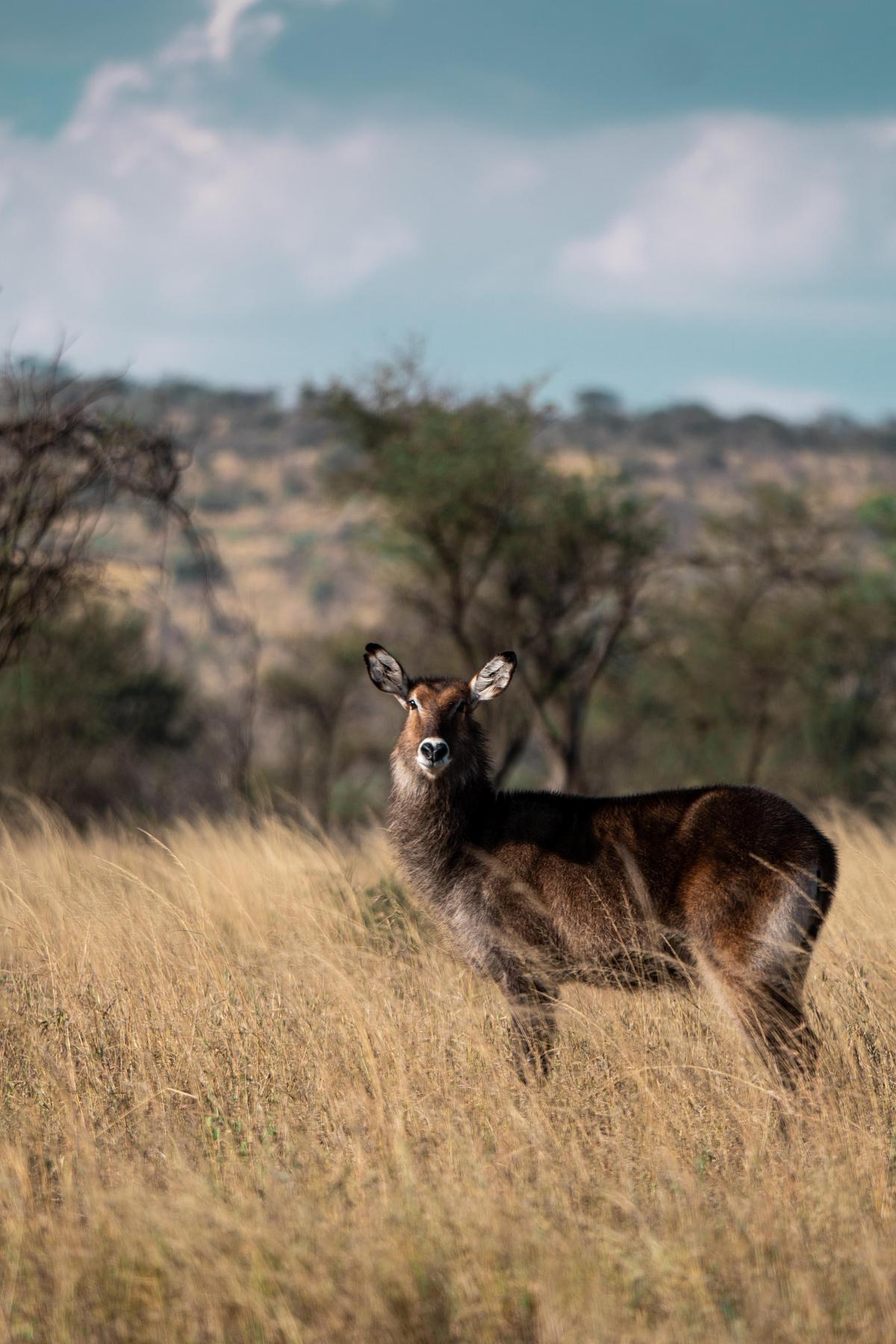 Image of Vertebrate, Wildlife, Mammal, Terrestrial animal, Grassland etc.