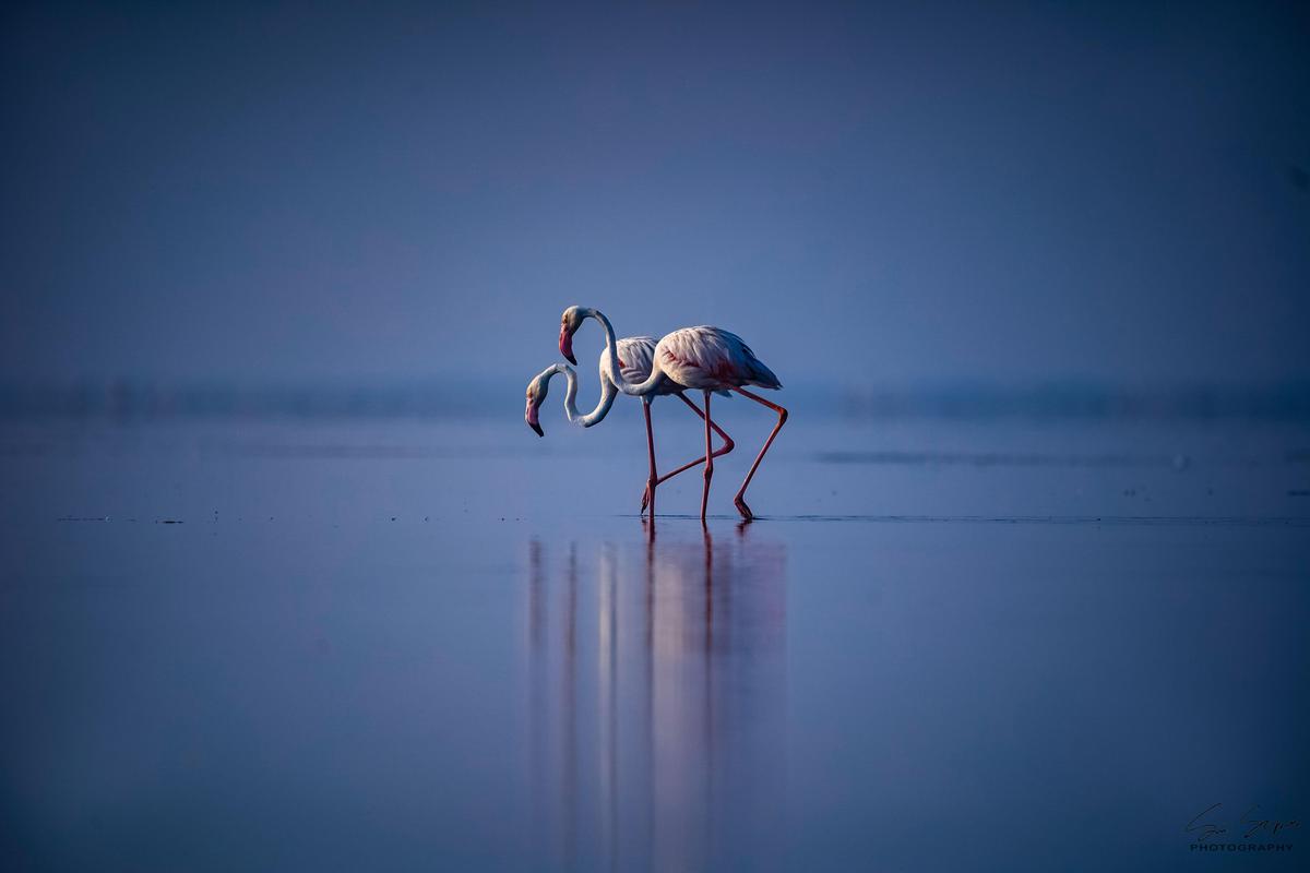 Image of Greater flamingo, Water, Flamingo, Sky, Blue, Bird etc.