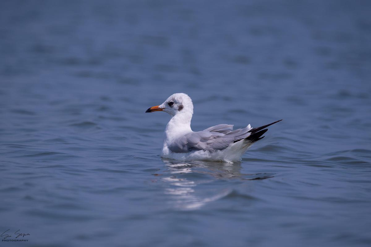 Image of Bird, Vertebrate, Beak, Seabird, Gull, Water bird etc.