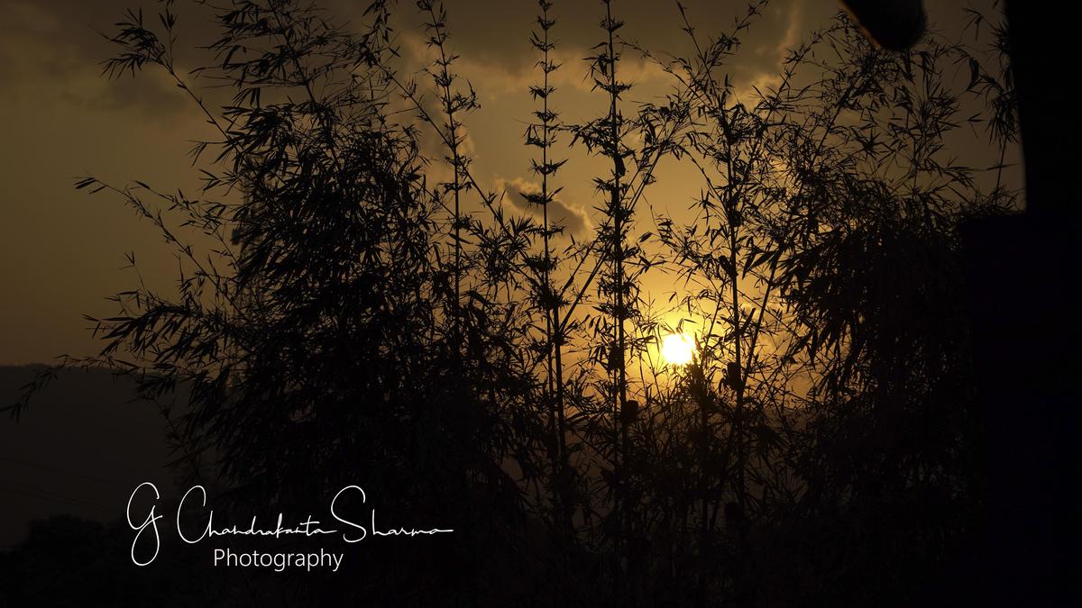 Image of Morning, Atmospheric phenomenon, Lighting, Tree, Darkness, Light etc.