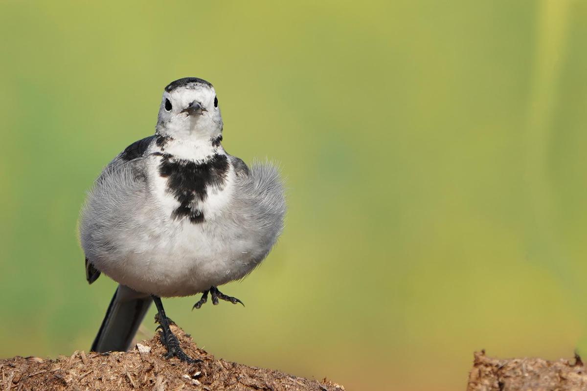 Image of Bird, Vertebrate, Beak, Wildlife etc.