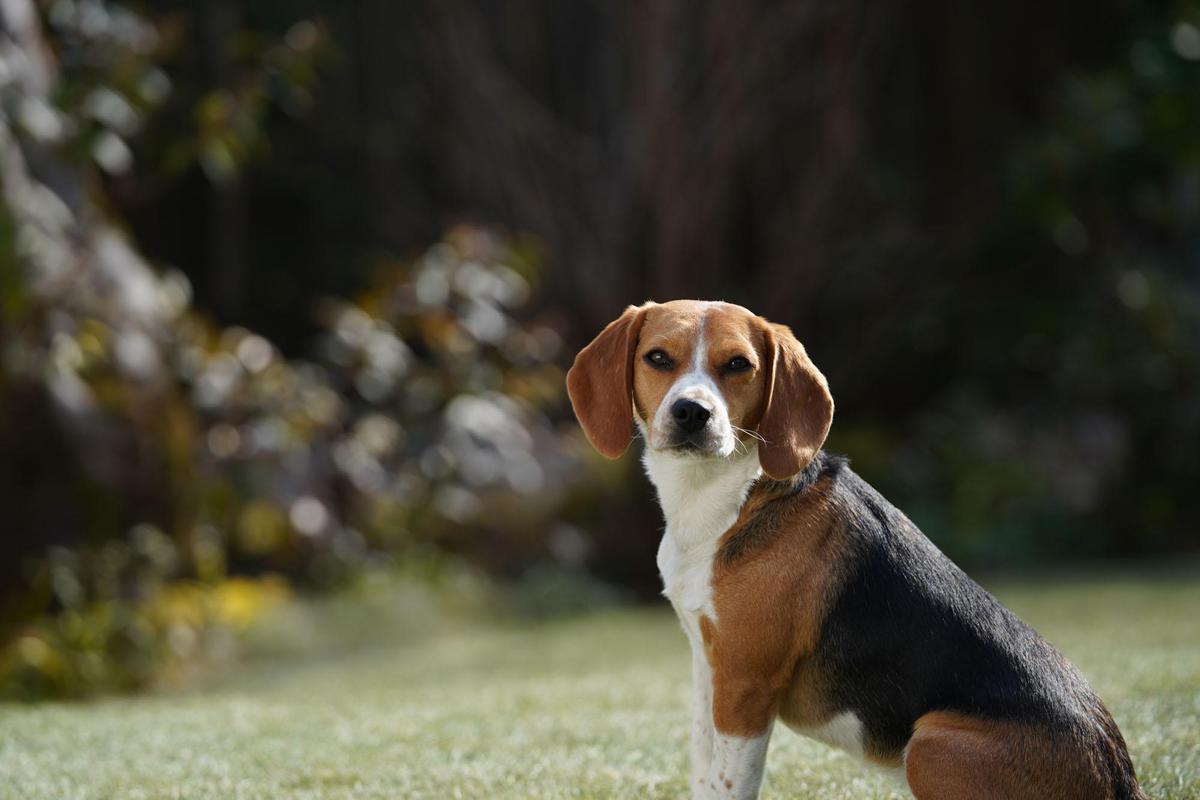 Image of Dog, Mammal, Vertebrate, Dog breed, Canidae, Hamiltonstövare etc.
