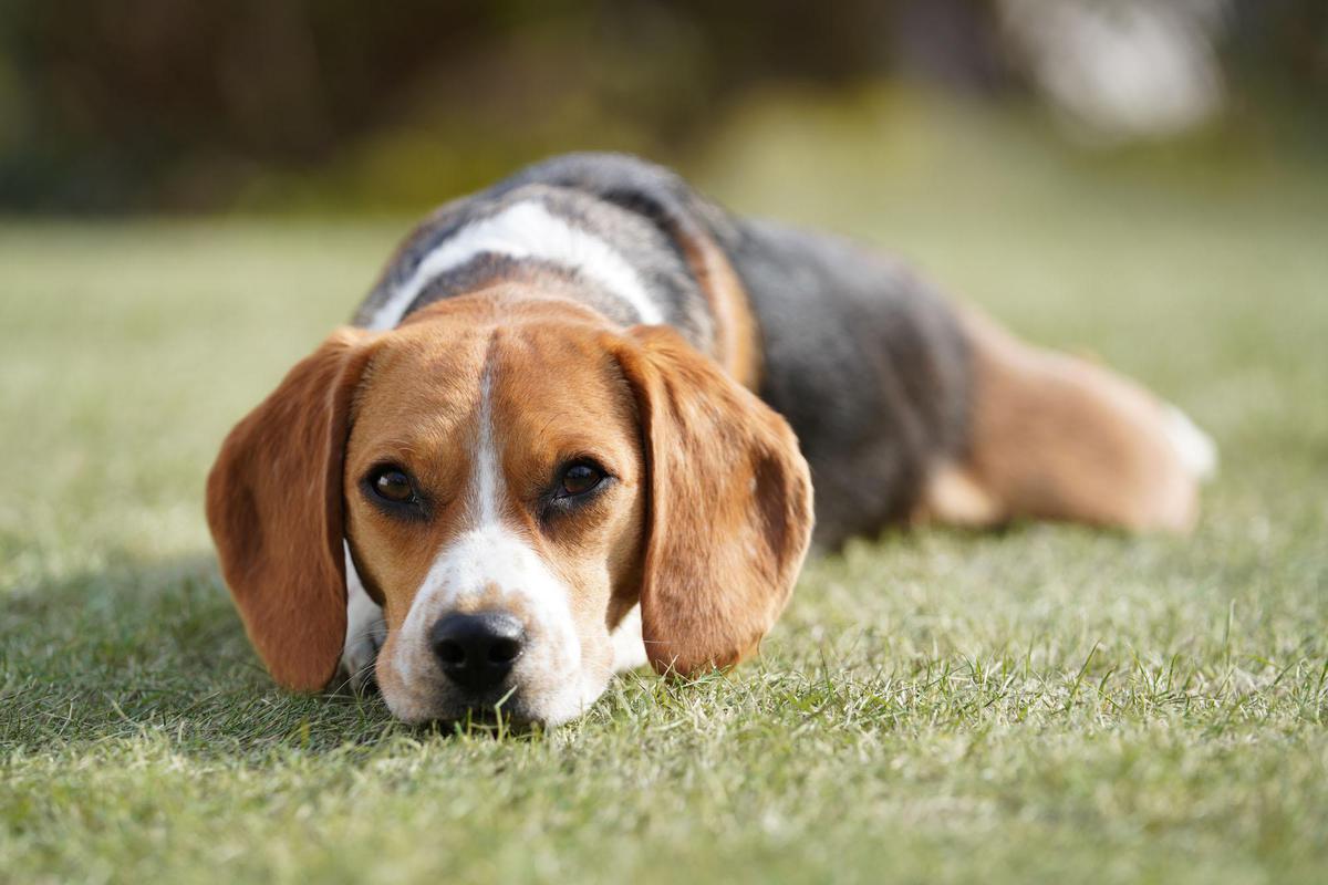 Image of Dog, Mammal, Vertebrate, Dog breed, Canidae, Beagle etc.