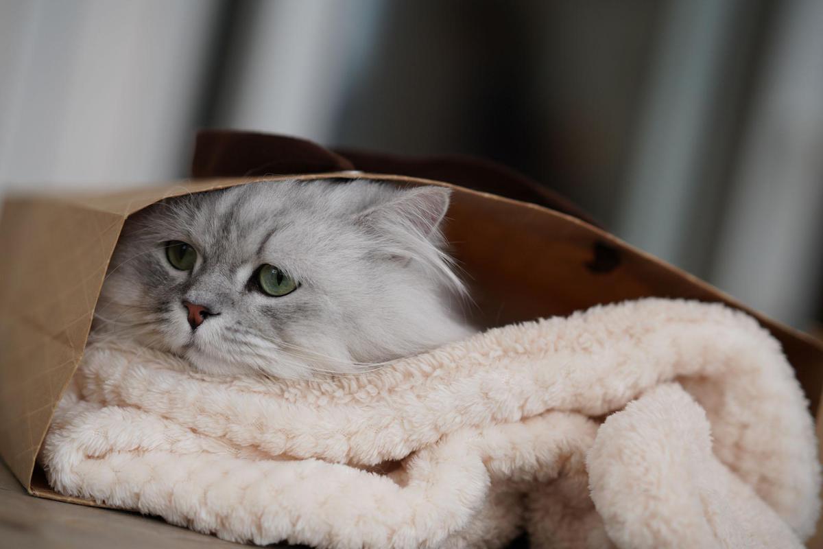 Image of Cat, Small to medium-sized cats, Mammal, Felidae, Whiskers, British semi-longhair etc.