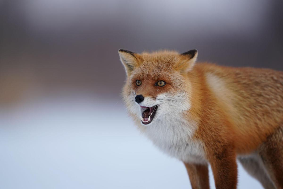 Image of Mammal, Red fox, Vertebrate, Fox, Canidae, Wildlife etc.