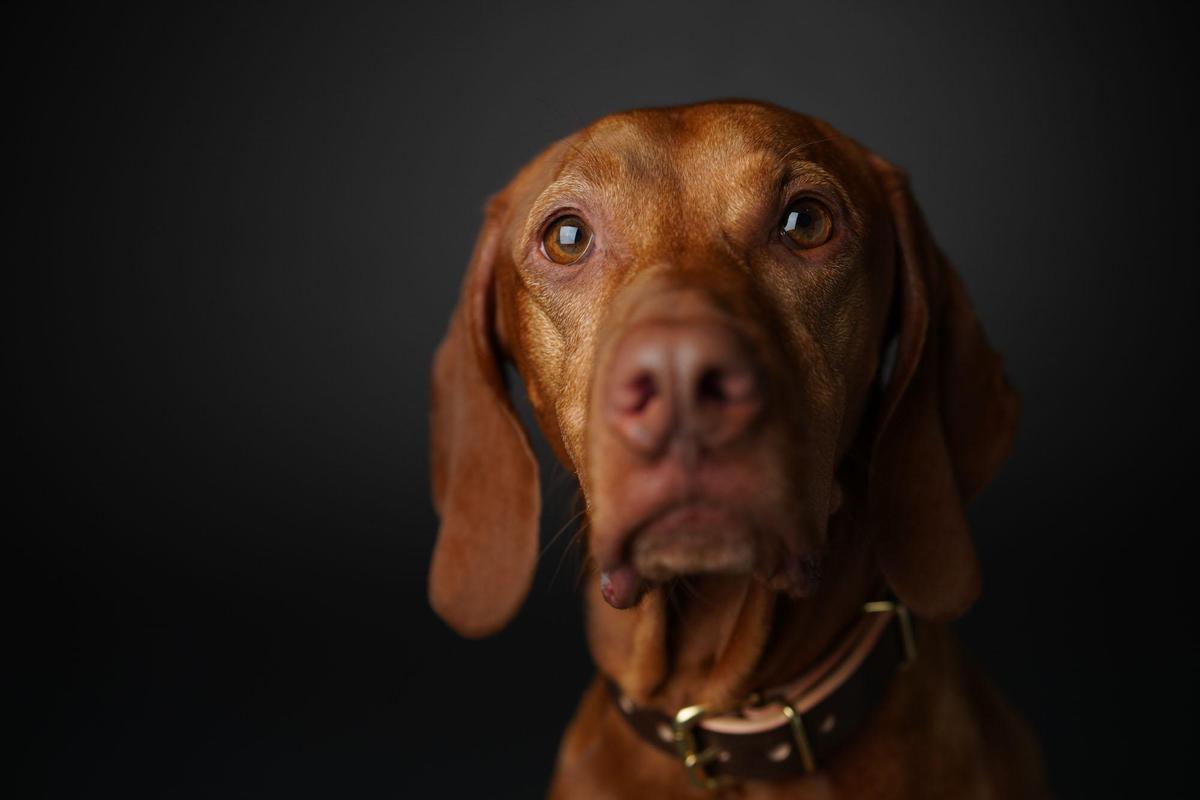 Image of Dog, Mammal, Vertebrate, Vizsla, Canidae, Dog breed etc.
