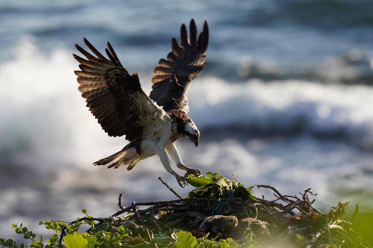 Image of Bird, Beak, Eagle, Bird of prey, Accipitriformes, Osprey etc.