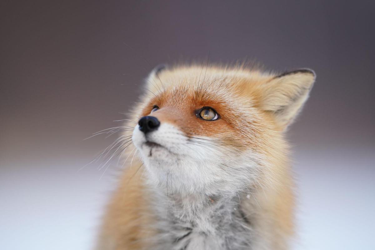 Image of Mammal, Vertebrate, Red fox, Canidae, Fox, Whiskers etc.