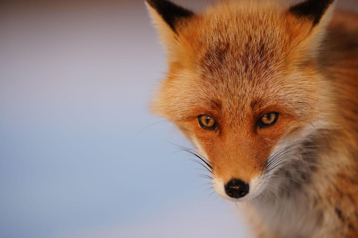 Image of Red fox, Mammal, Vertebrate, Fox, Canidae, Wildlife etc.