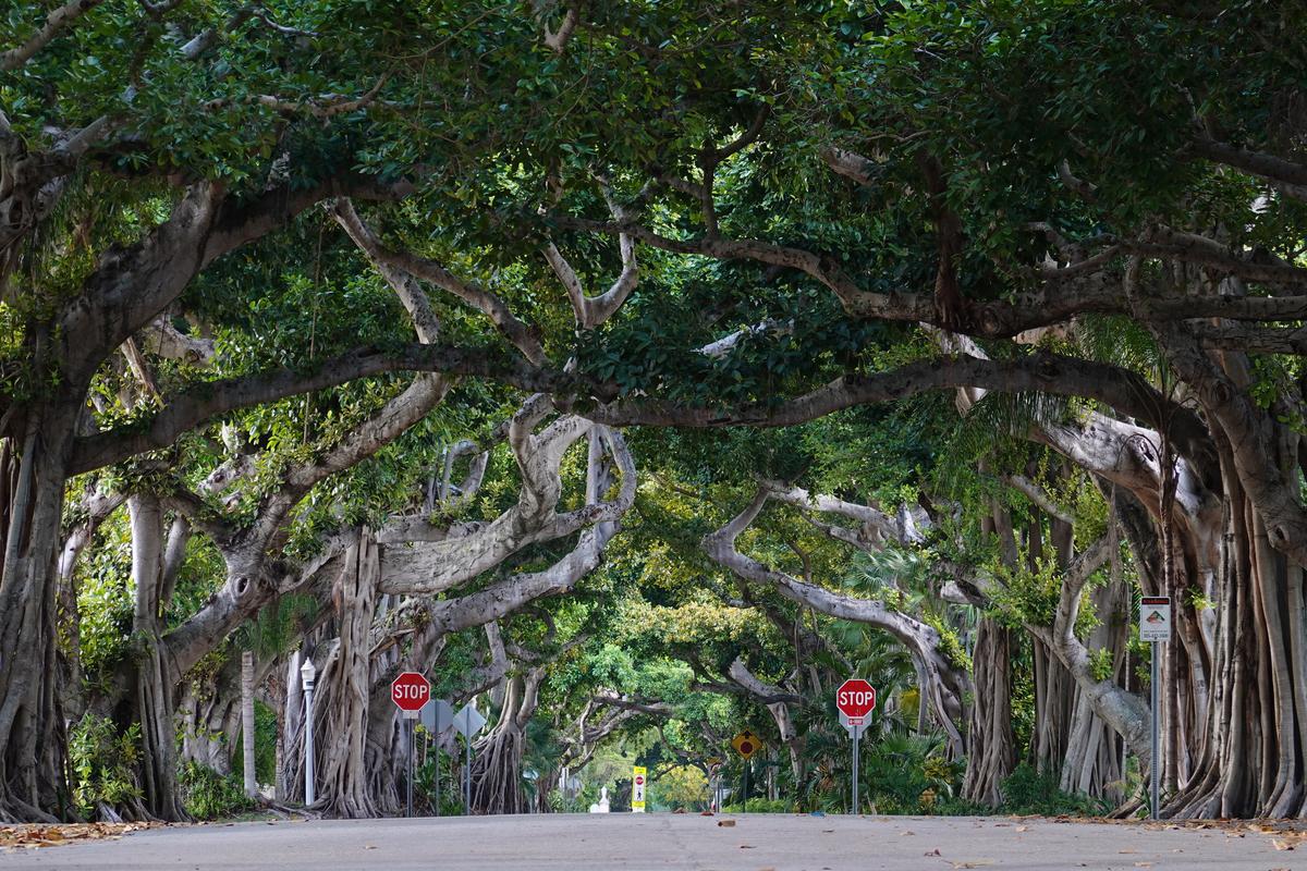 Image of Tree, Vegetation, Woody plant, Plant, Road, Botany etc.