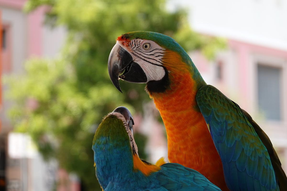 Image of Bird, Macaw, Vertebrate, Beak, Parrot, Blue etc.