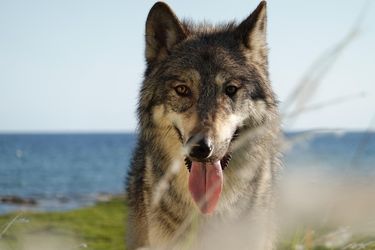 Image of Mammal, Vertebrate, Canidae, Czechoslovakian wolfdog, Saarloos wolfdog, Wolf etc.