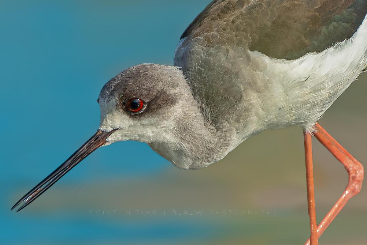 Image of Bird, Vertebrate, Beak, Shorebird, redshank, Charadriiformes etc.