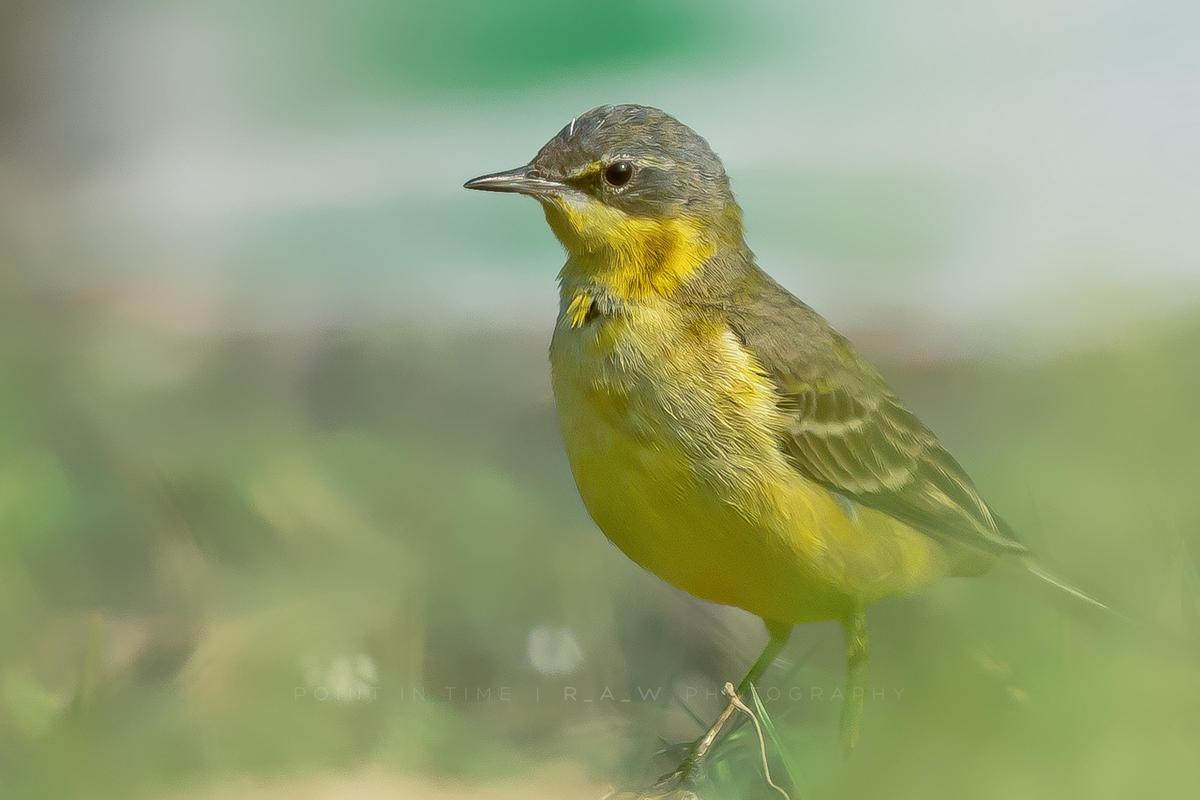 Image of Bird, Vertebrate, Beak, Finch, Atlantic canary, Songbird etc.