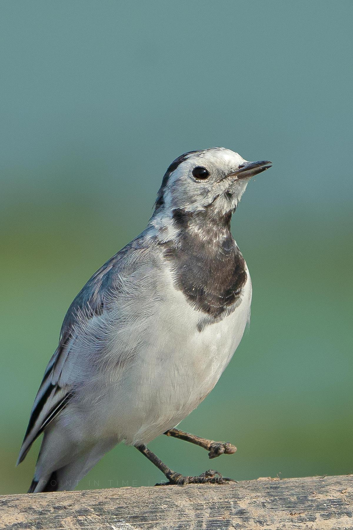 Image of Bird, Vertebrate, Beak etc.