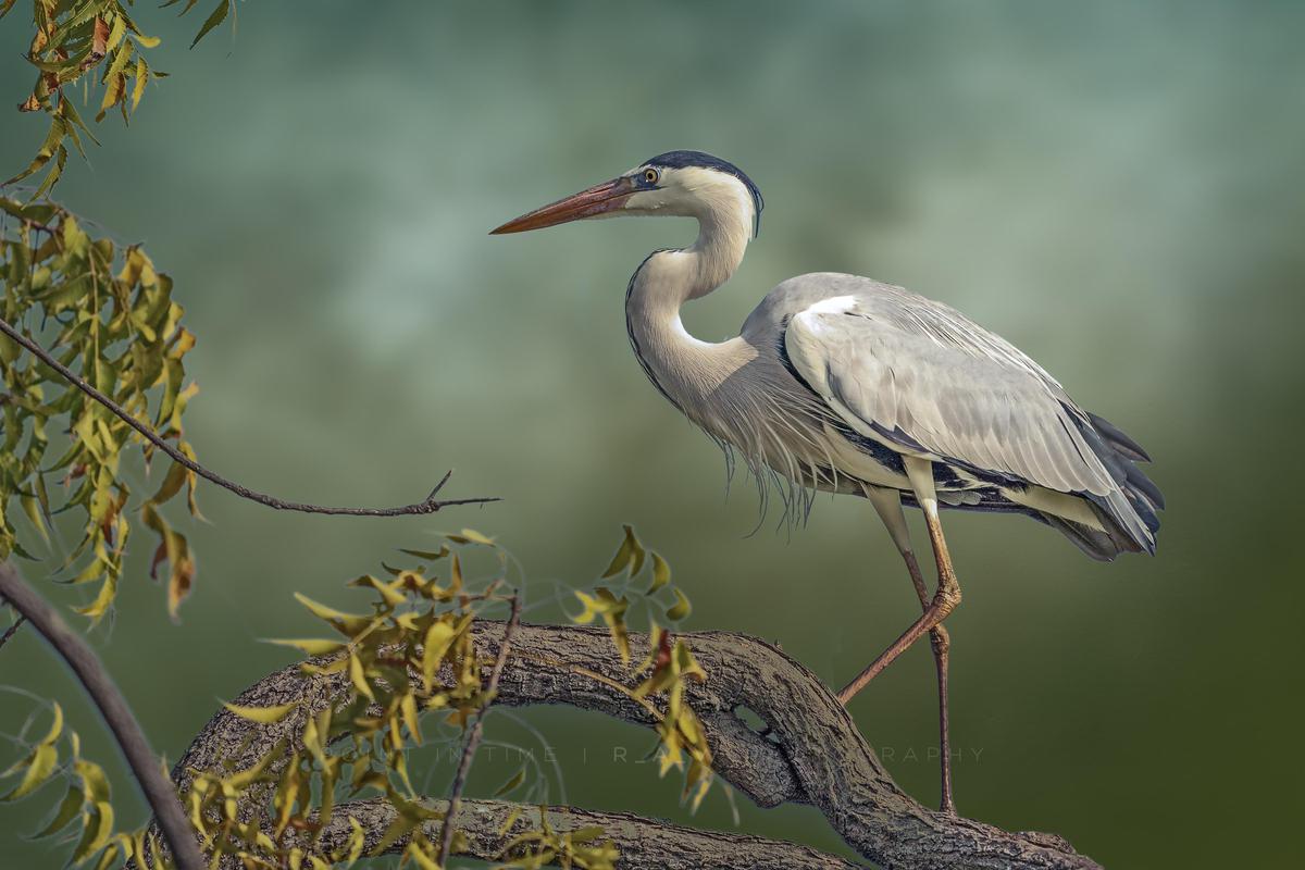 Image of Bird, Vertebrate, Beak, Heron etc.