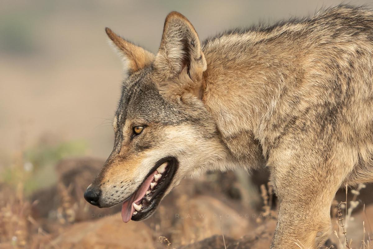 Image of Mammal, Vertebrate, Canidae, Wildlife, Canis, Kunming wolfdog etc.