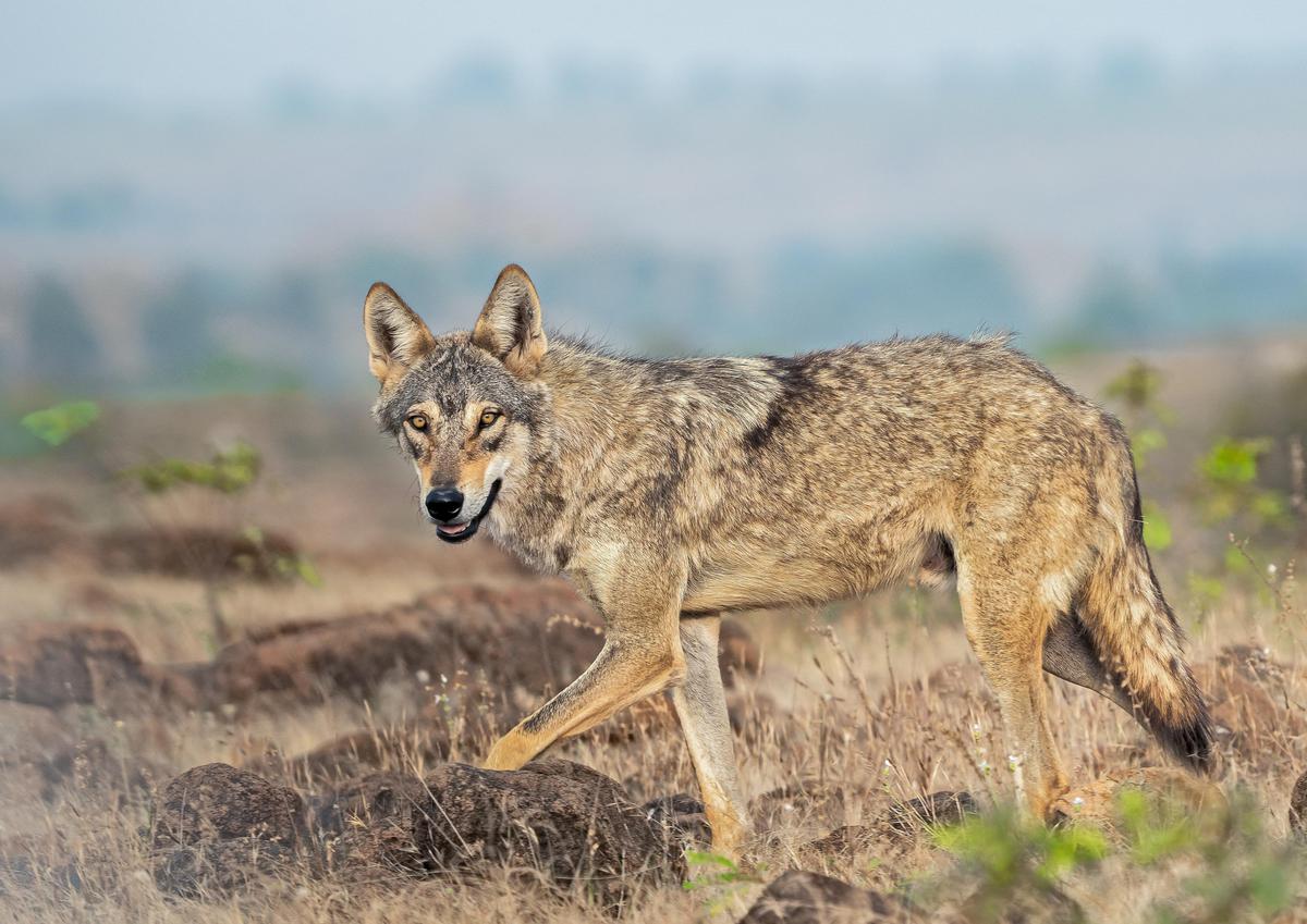 Image of Mammal, Vertebrate, Jackal, Wildlife, Canidae, Coyote etc.