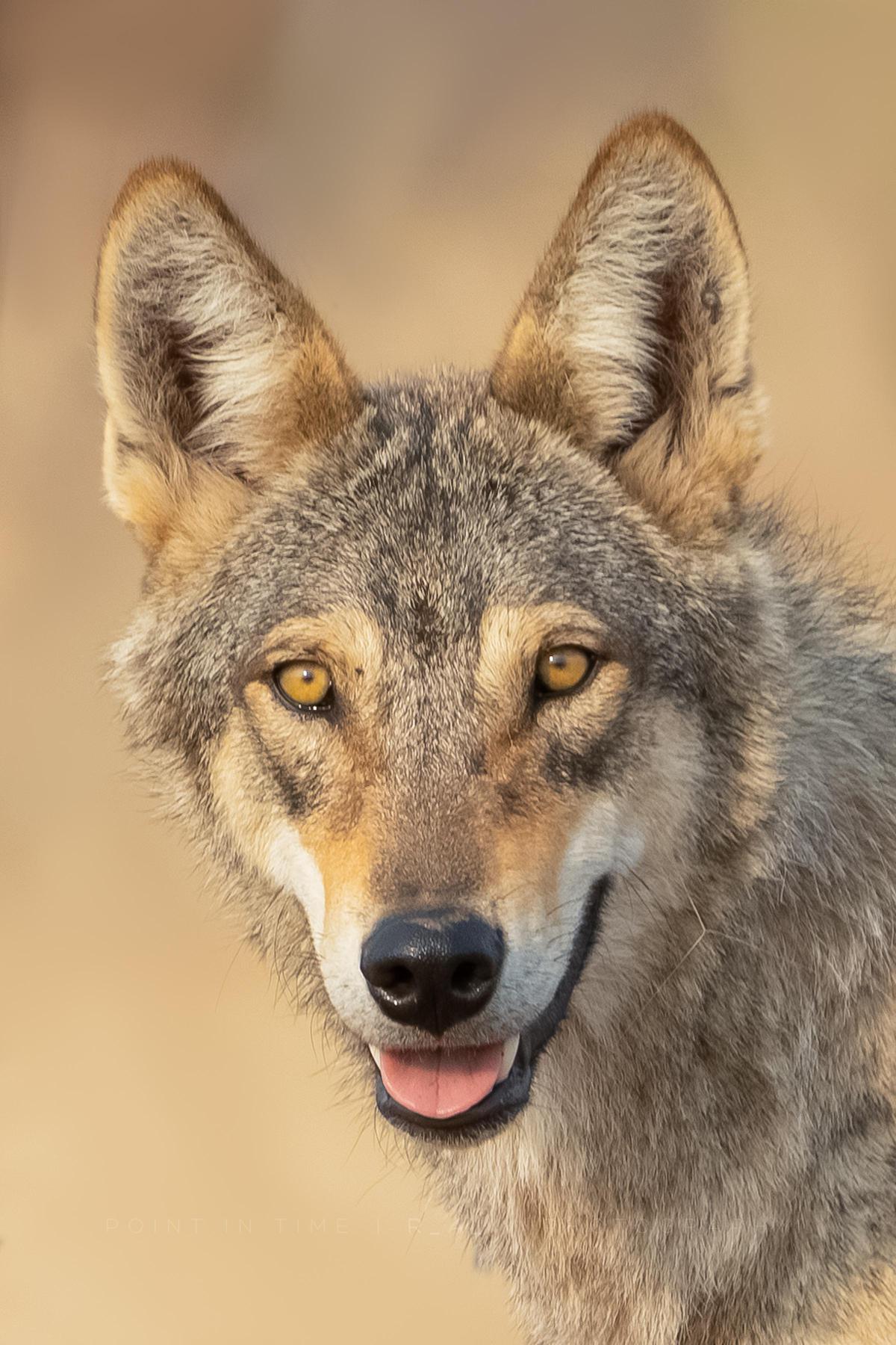Image of Mammal, Vertebrate, Canidae, Czechoslovakian wolfdog, Canis, Wolf etc.