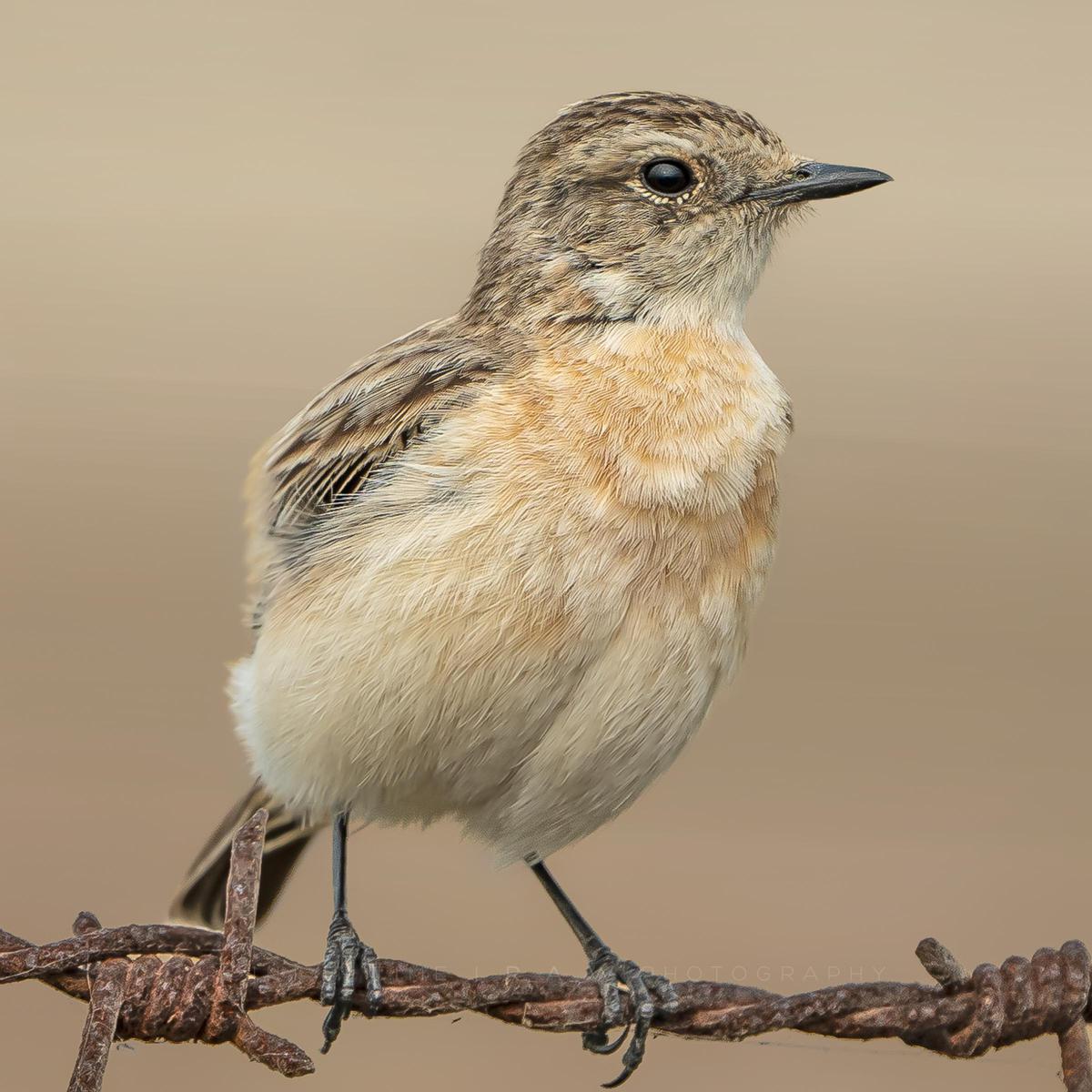 Image of Bird, Vertebrate, Beak, Old World flycatcher etc.