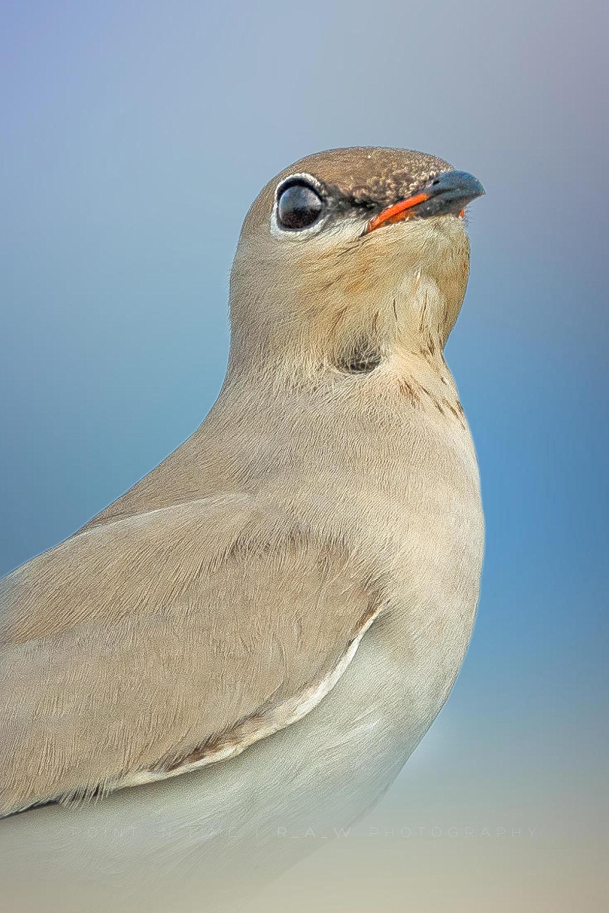 Image of Bird, Vertebrate, Beak etc.