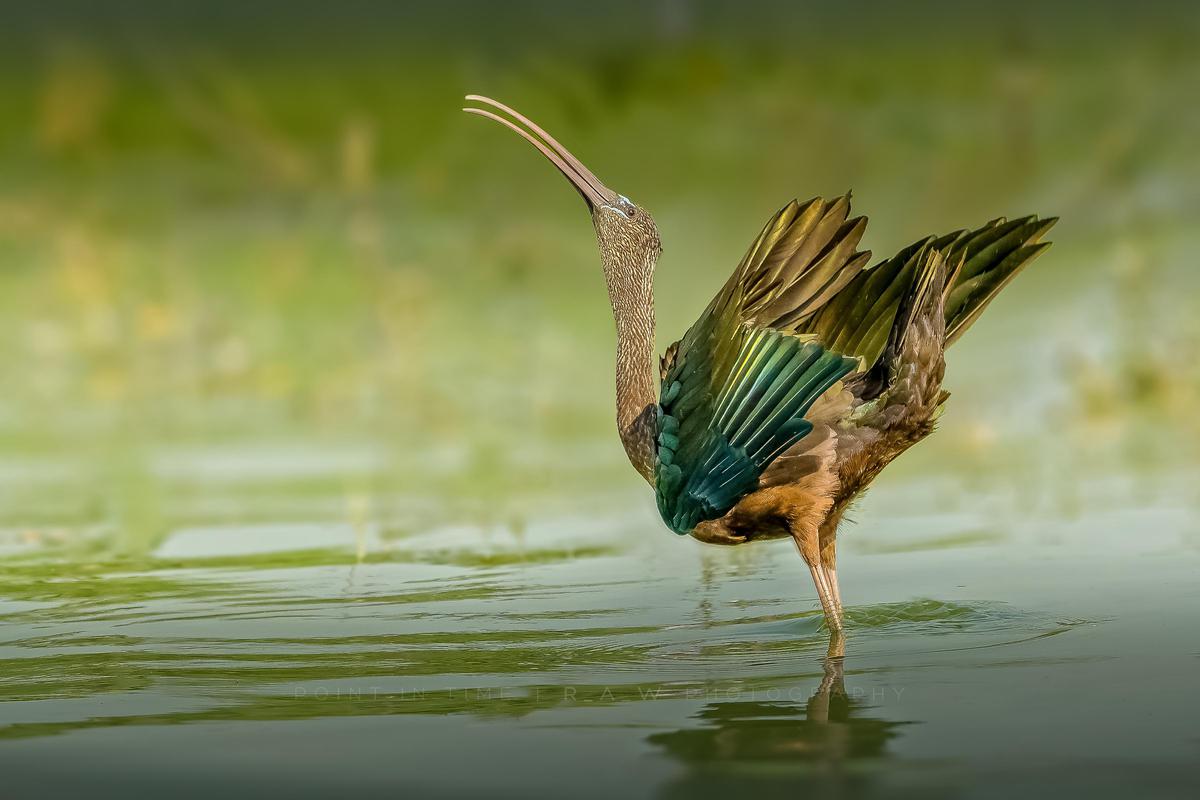 Image of Bird, Nature, Beak, Water, Wildlife etc.