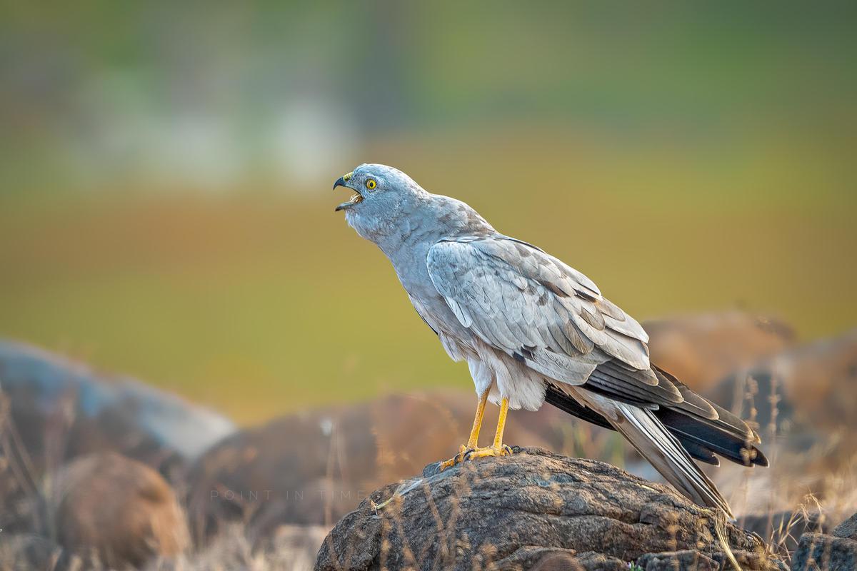 Image of Vertebrate, Bird, Beak etc.