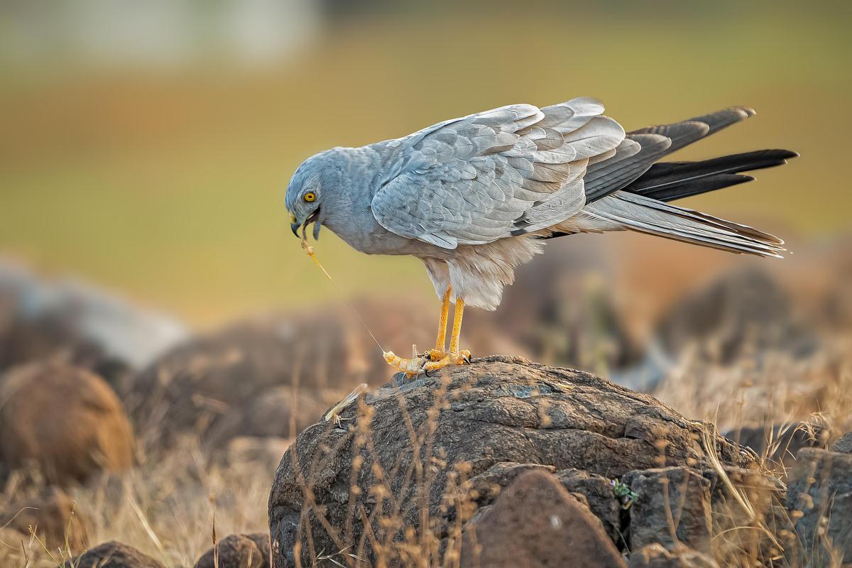 Image of Bird, Beak, Northern Harrier, Wildlife etc.