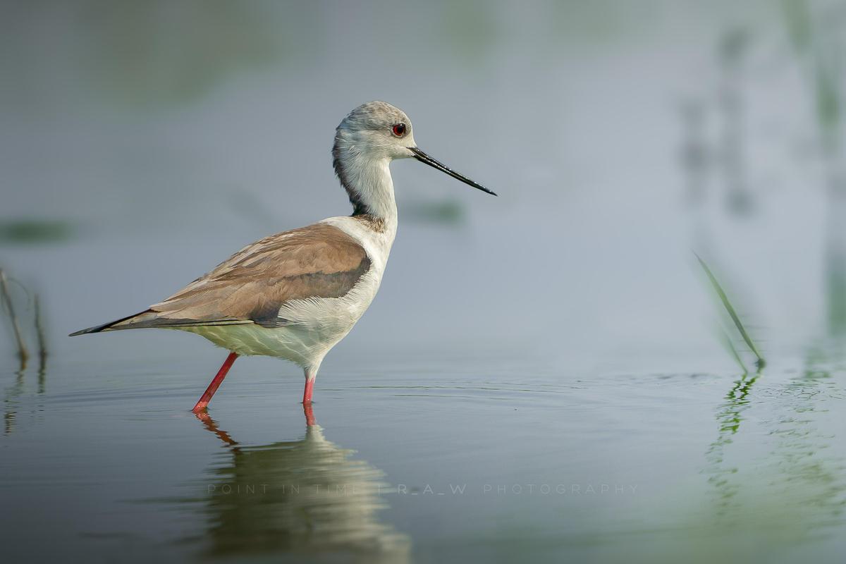 Image of Bird, Vertebrate, Beak, Shorebird, redshank, Sandpiper etc.