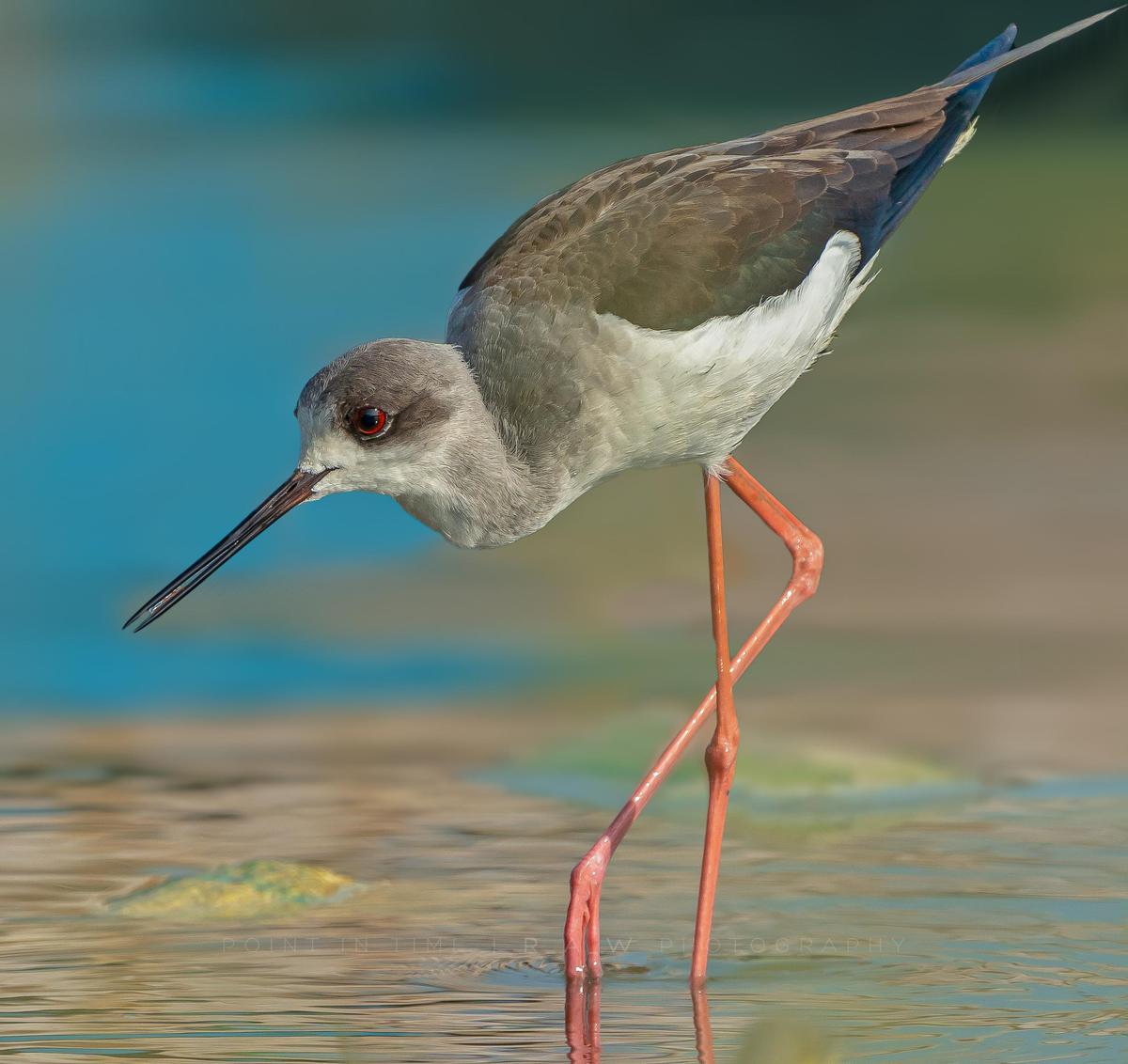 Image of Bird, Vertebrate, Beak, Shorebird, redshank, Wildlife etc.