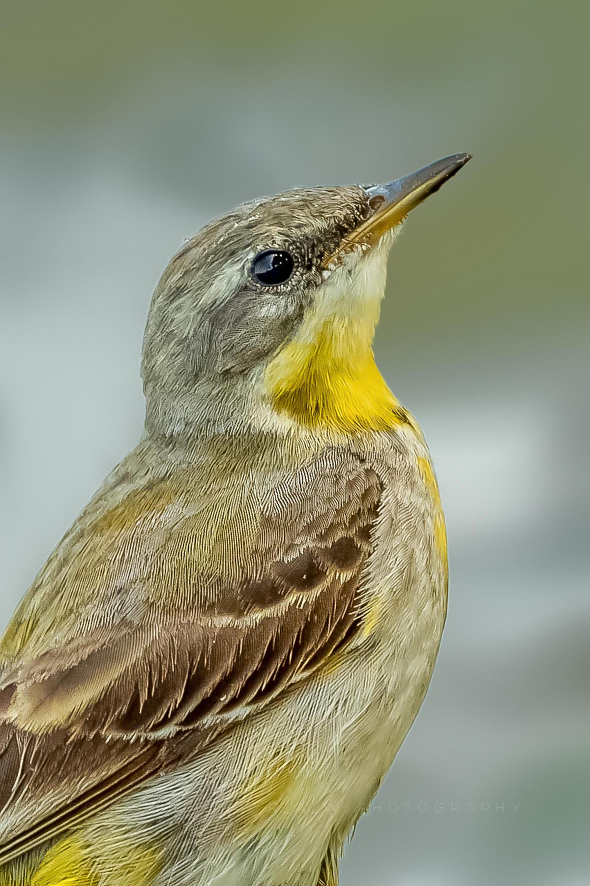 Image of Bird, Vertebrate, Beak, Western Kingbird etc.