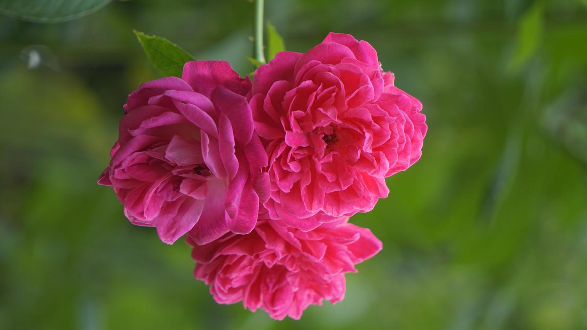 Image of Botany, Peony, Plant, Pink, Petal, Flowering plant etc.